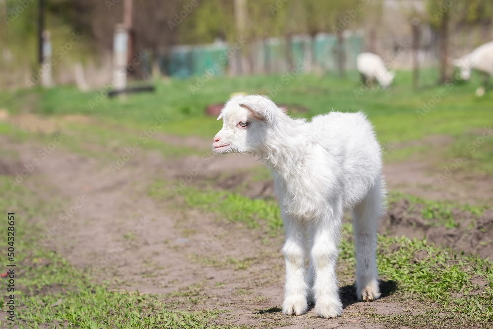 baby goat kids stand in long summer grass. baby goat kids stand in long summer grass.