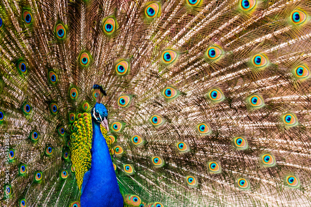 Naklejka premium Ein Pfau hat seine Schwanzfedern zum Pfauenrad aufgestellt