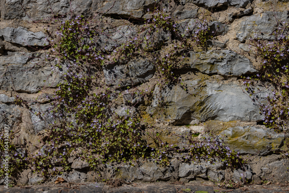 Cymbalaria muralis growing on a natural stone wall, common names are also Coliseum Ivy, Pennywort, Kenilworth Ivy or Zimbelkraut Cymbalaria muralis growing on a natural stone wall, common names are also Coliseum Ivy, Pennywort, Kenilworth Ivy or Zimbelkraut