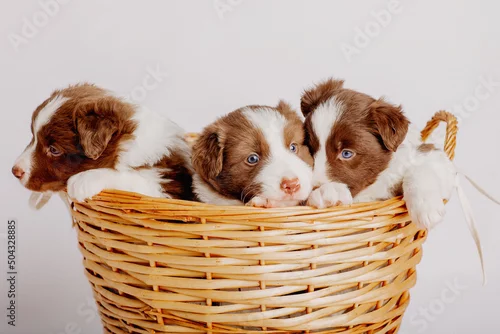 Fototapeta border collie puppies 