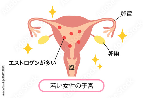 エストロゲンが多い、若い女性の子宮イラスト