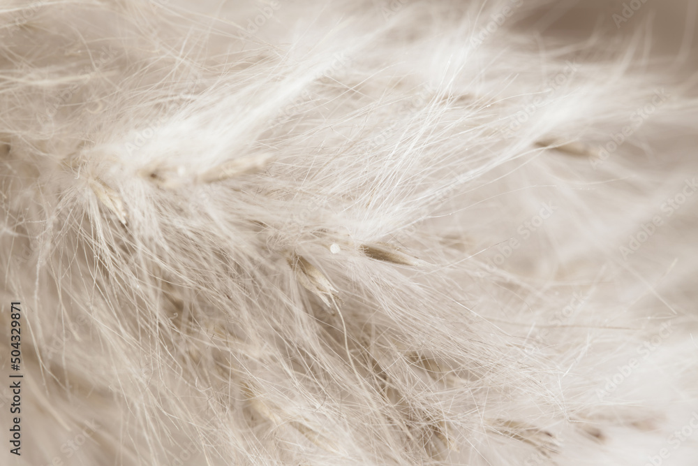 Obraz premium Beige neutral color dried fluffy tiny romanticcute flowers branches with seeds and light fluff macro on blur background