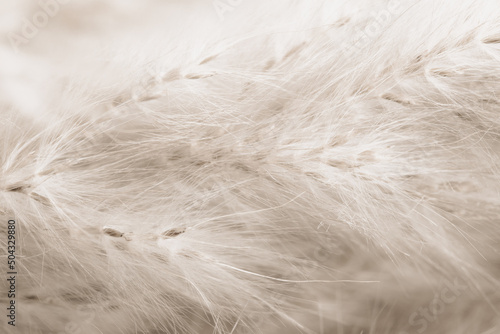 Beige neutral color dried fluffy tiny romantic flowers horizontal branches with seeds and light fluff macro