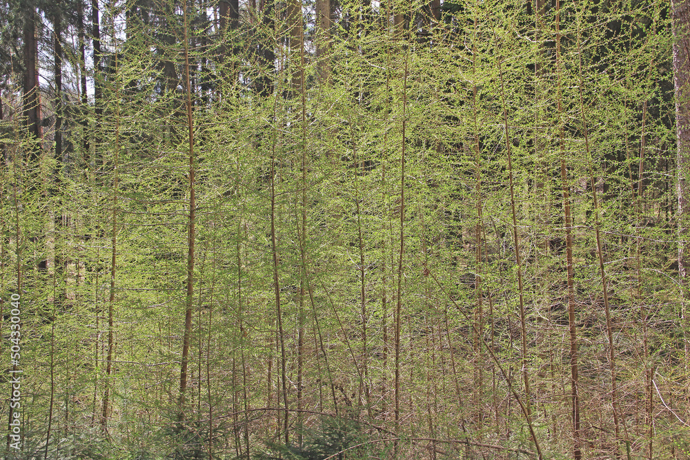 Fototapeta premium Junge Lärchen im Frühling
