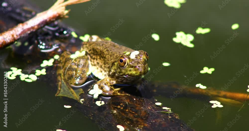 static video of Juvenile Green Frog on a branch with duck weed on it. static video of Juvenile Green Frog on a branch with duck weed on it.