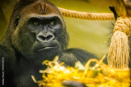 Portrait of a dark gorilla face with blurry bokeh background