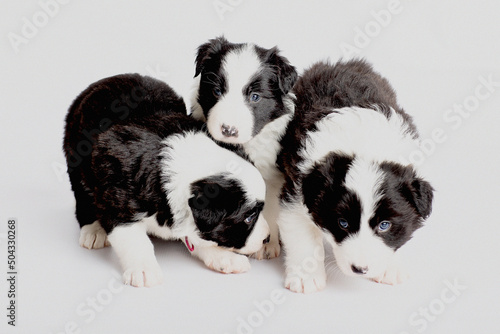border collie puppies 