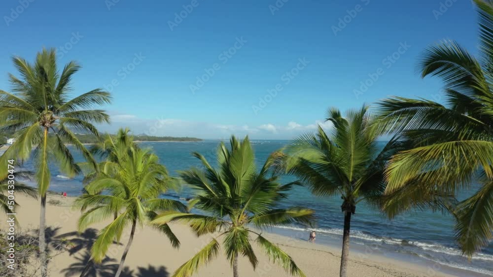 beautiful palm trees or coconut trees watching the beach in the caribbean beautiful palm trees or coconut trees watching the beach in the caribbean