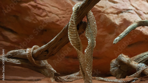 snakeskin