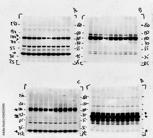 Skan of western blotting film with an image of four membranes subjected to antibodies recognizing different protein species visible as black stops or blots
