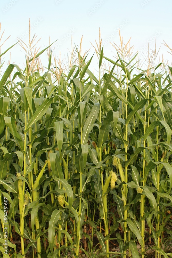 Obraz premium Tall corn stalks with bright green leaves, golden tassels and ripening ears of sweet corn with pale blue sky overhead