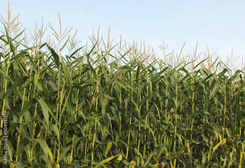 Obraz premium Cornfield with densely planted cornstalks on a sunny day with blue sky overhead