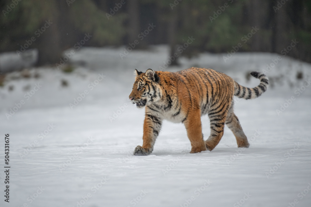 Fototapeta premium Siberian Tiger running in snow. Beautiful, dynamic and powerful photo of this majestic animal. Set in environment typical for this amazing animal. Birches and meadows