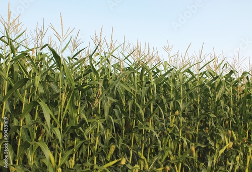 Slika na platnu Cornfield with densely planted cornstalks on a sunny day with blue sky overhead
