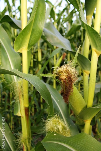 Closeup detail of ripe ear of corn on bright green cornstalks