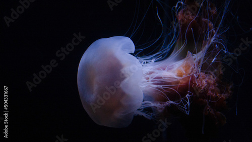jellyfish in the water