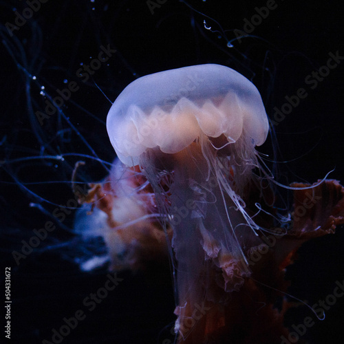 jelly fish in the water