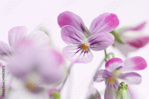 purple viola flowers on purple background