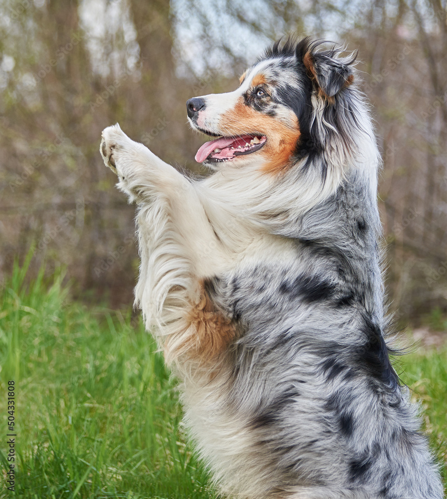 aussie harlequin performs commands