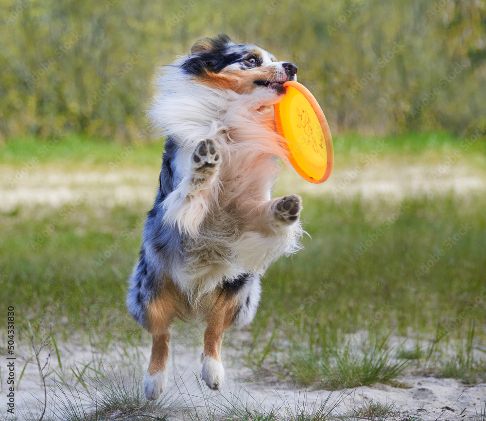 Australian shepherd merle playing with a frisbee