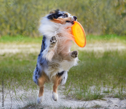 Obraz na płótnie Australian shepherd merle playing with a frisbee w salonie
