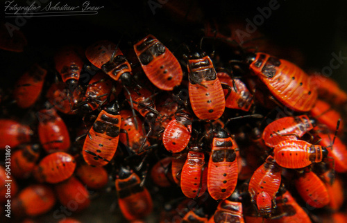 red bugs