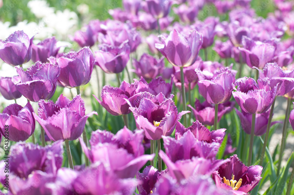 Fototapeta premium lilac terry blooming tulips on a sunny day