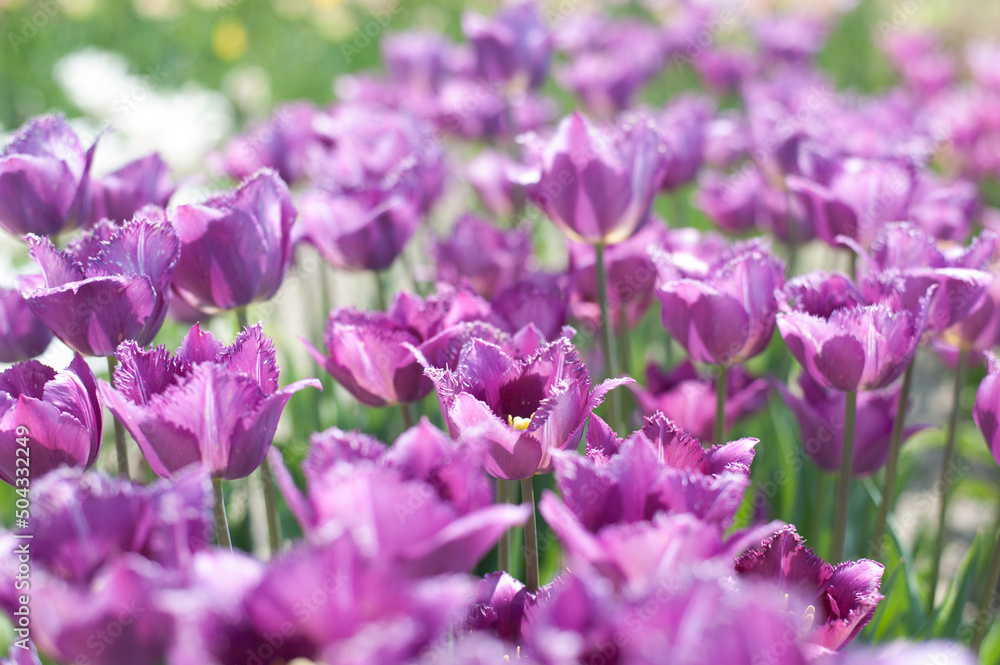 lilac terry blooming tulips on a sunny day