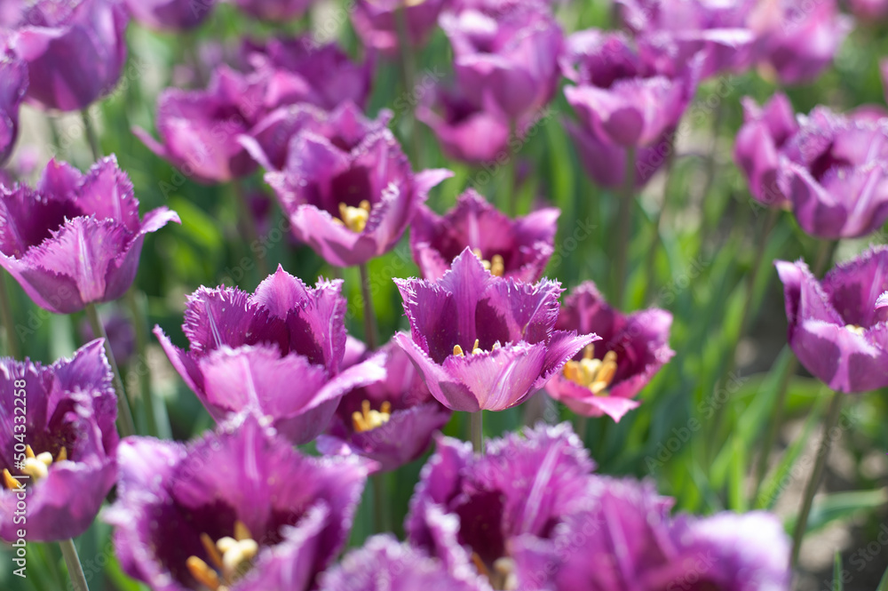 Naklejka premium lilac terry blooming tulips on a sunny day