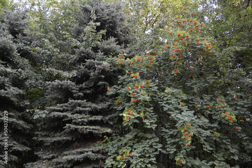 Bild auf Leinwand Fruiting rowan trees and blue spruces at the edge of the forest