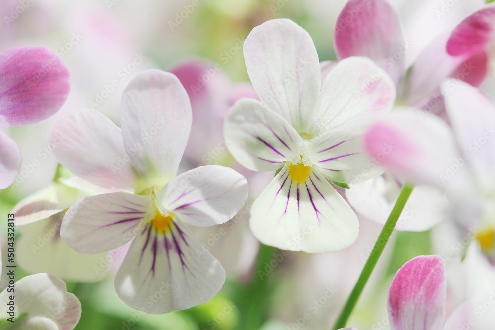 purple viola flowers on purple background purple viola flowers on purple background