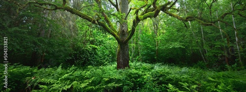Fotografia Close-up of mighty sorcerer oak tree in the green deciduous forest (public park)