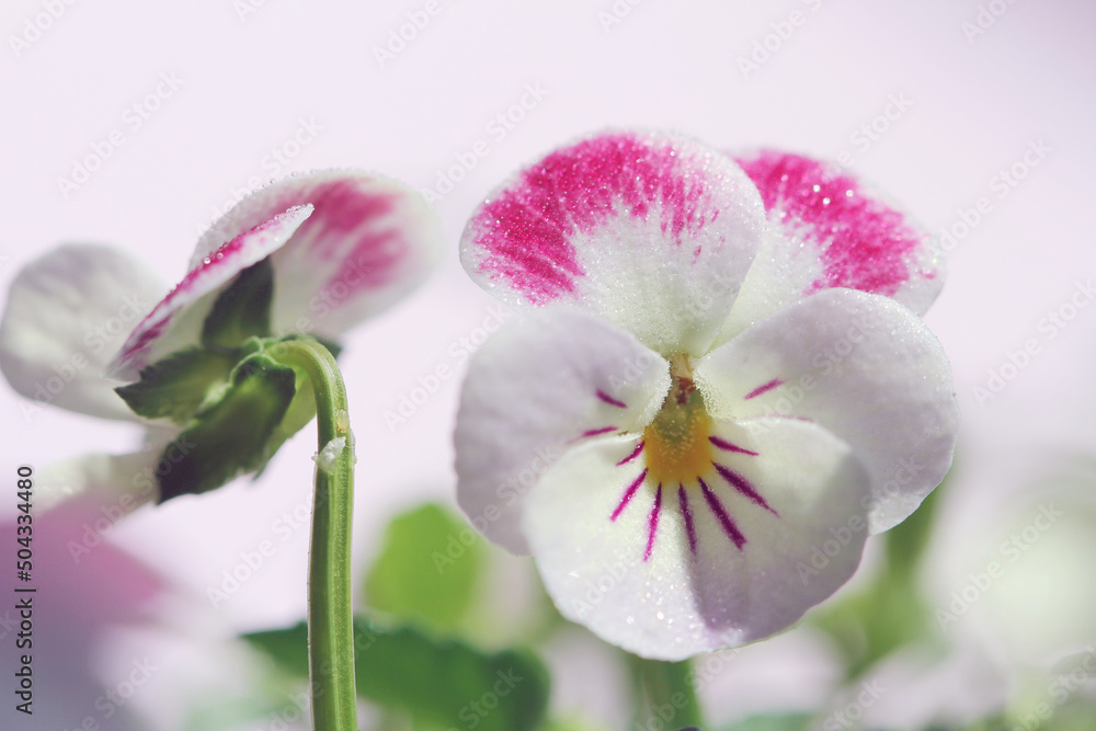 purple viola flowers on purple background purple viola flowers on purple background