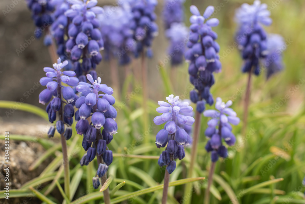 extreme close-up of blue grape hyacinth flowers extreme close-up of blue grape hyacinth flowers