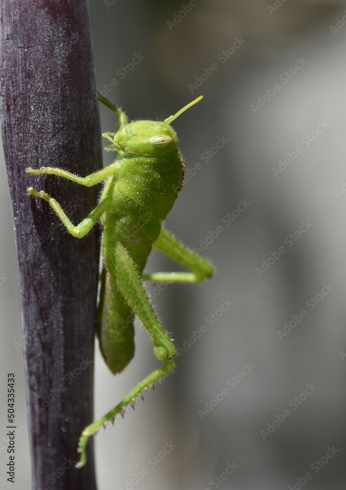 Close up of a green Grasshopper on a Canna Lily Close up of a green Grasshopper on a Canna Lily