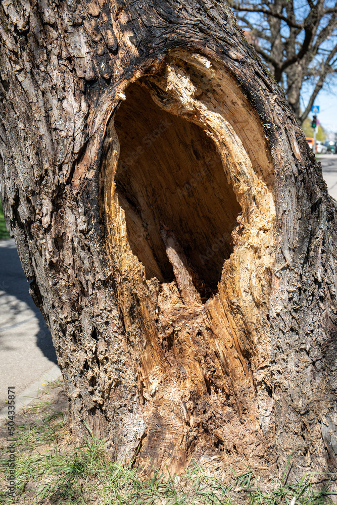 Hollow in a large tree near the street. Sunny day
