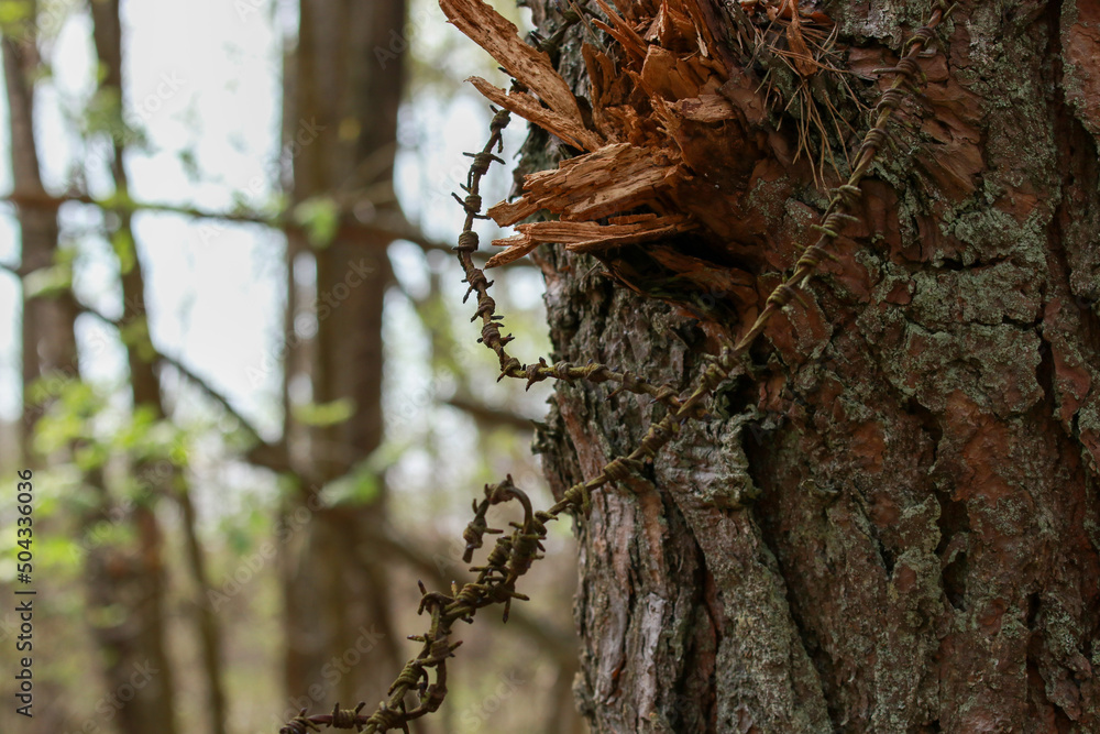 Obraz premium trunk of a tree,Greenpeace old rusty barbed wire from the times of the great war, which has grown into a pine tree, we protect nature, friends.