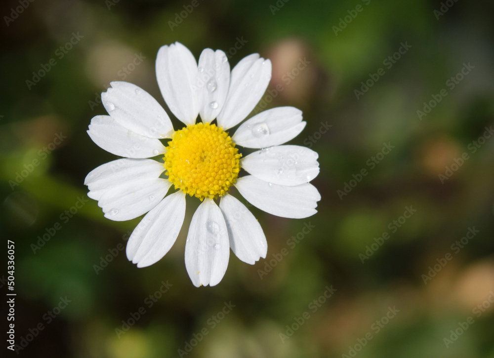 beautiful chamomile close-up on a background of greenery.
printing for a magazine, book, tablecloth, gift paper, textiles, household goods, children's clothing. beautiful chamomile close-up on a background of greenery.
printing for a magazine, book, tablecloth, gift paper, textiles, household goods, children's clothing.