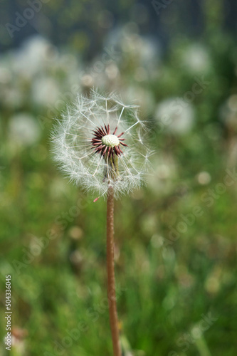 dandelion close-up on a background of green grass. printing for a magazine  book  tablecloth  gift paper  textiles  household goods  beauty sphere  children s clothing.