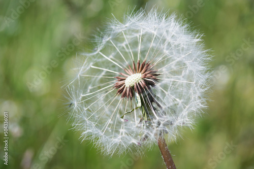 dandelion close-up on a background of green grass. printing for a magazine  book  tablecloth  gift paper  textiles  household goods  beauty sphere  children s clothing.