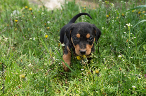 A small puppy looks to the side and runs through the green grass. For an article about dogs, veterinary clinic. printing on a calendar, notepad, textiles. 