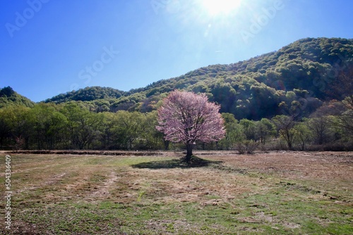 桧原の一本桜・裏磐梯（福島県・北塩原村） photo