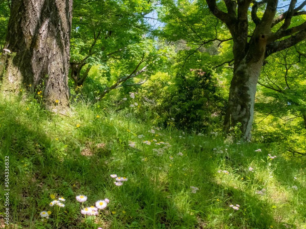 Fototapeta premium 新緑の公園を散策