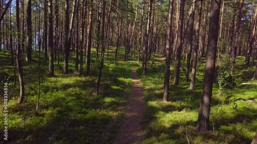 Wild pine forest with green moss under the trees, slow aerial shot moving low between trees on a sunny and calm spring day, pathway, camera moving forward Wild pine forest with green moss under the trees, slow aerial shot moving low between trees on a sunny and calm spring day, pathway, camera moving forward