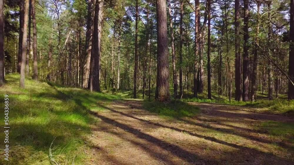 Wild pine forest with green moss under the trees, slow aerial shot moving low between trees on a sunny and calm spring day, pathway, low angle drone view moving backwards Wild pine forest with green moss under the trees, slow aerial shot moving low between trees on a sunny and calm spring day, pathway, low angle drone view moving backwards