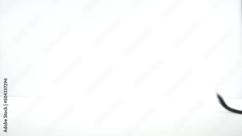 急に走り出すデグー 急に走り出すデグー