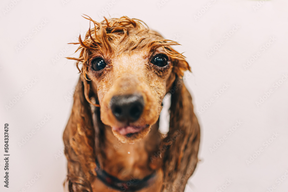 Obraz premium Washing the dog with shampoo in the bathroom.