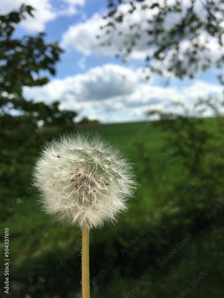 Naklejka premium Dandelion