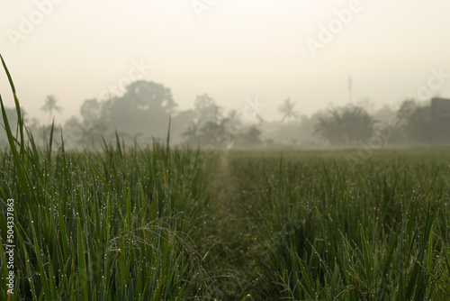 fog over the field