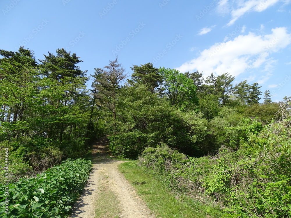 初夏の山 初夏の山